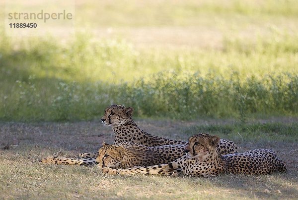 Gepard (Acinonyx jubatus)  Weibchen mit ihren zwei subadulten weiblichen Jungtieren  die sich nach der Fütterung ausruhen  während der Regenzeit in grüner Umgebung  Kalahari-Wüste  Kgalagadi Transfrontier Park  Südafrika  Afrika