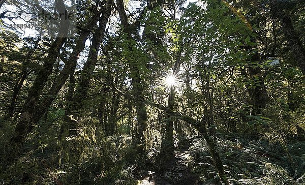 Sonne scheint durch das Blätterdach  gemäßigter Regenwald  Kepler Track  Fiordland National Park  Southland  Neuseeland  Ozeanien