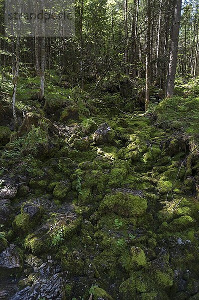 Trockener Bachlauf mit moosbewachsenen Steinen im verwunschenen Wald  Ramsau  Berchtesgadener Land  Oberbayern  Deutschland  Europa
