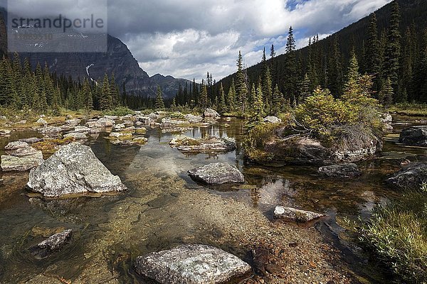 Babel Creek  in der Nähe des Lake Moraine  Banff National Park  Rocky Mountains  Alberta  Kanada  Nordamerika