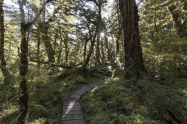 Fußweg durch den Wald  die Sonne scheint durch das Blätterdach  gemäßigter Regenwald  Kepler Track  Fiordland National Park  Southland  Neuseeland  Ozeanien