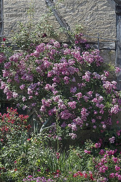 Blühender Rosenstrauch (Rosa) vor Hauswand  Unterfranken  Bayern  Deutschland  Europa
