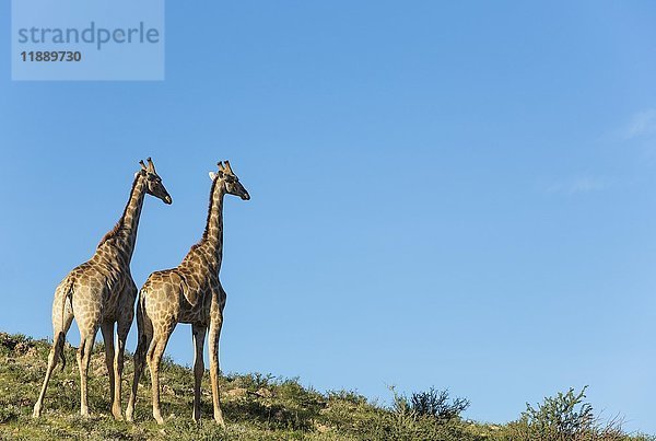 Zwei Südliche Giraffen (Giraffa giraffa)  zwei Männchen  Kalahari-Wüste  Kgalagadi Transfrontier Park  Südafrika  Afrika