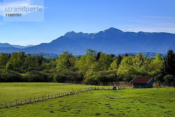 Murnauer Moos mit Alpen  bei Uffing  Oberbayern  Bayern  Deutschland  Europa
