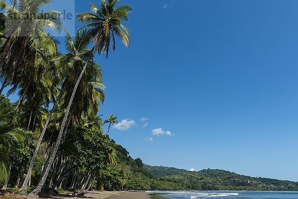 Palmenstrand  Manuel-Antonio-Nationalpark  Costa Rica  Mittelamerika