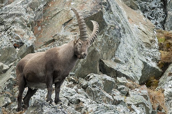 Steinbock (Capra ibex)  stehend an einer Felswand  Tirol  Österreich  Europa