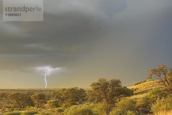 Grasbewachsene Sanddüne und Kameldornbäume (Acacia erioloba) in der Kalahari-Wüste  Februar  Regenzeit mit Gewitter und Blitzen  Kgalagadi Transfrontier Park  Südafrika  Afrika