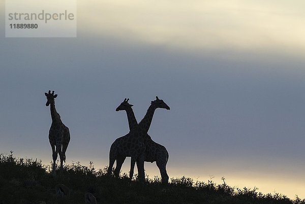 Südliche Giraffen (Giraffa giraffa)  drei Männchen in der Morgendämmerung  Kalahari-Wüste  Kgalagadi Transfrontier Park  Südafrika  Afrika
