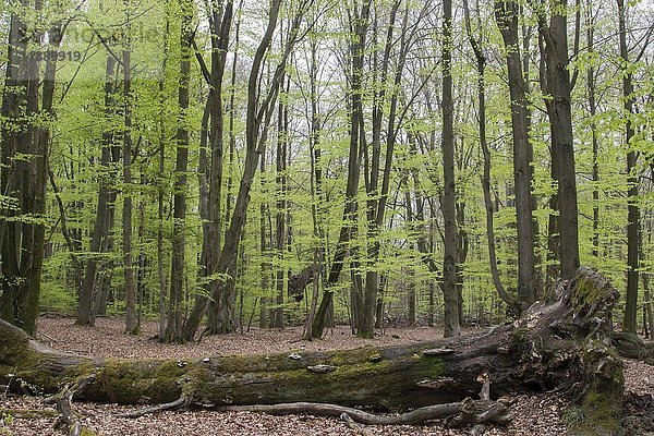 Totholz im Buchenwald (Fagus)  Frühling  Urwald Sababurg  Hessen  Deutschland  Europa
