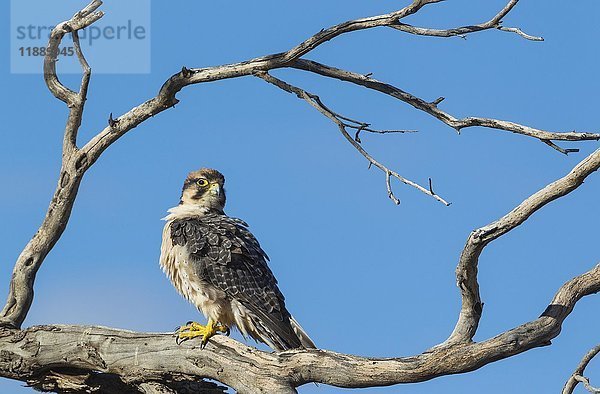 Lannerfalke (Falco biarmicus)  sitzend auf trockenem Baum  Kalahari-Wüste  Kgalagadi Transfrontier Park  Südafrika  Afrika