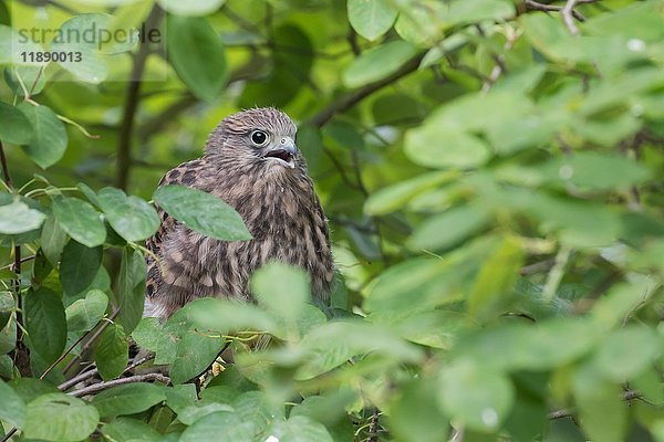 Junger Turmfalke (Falco tinnunculus) auf einem Baum sitzend  Hessen  Deutschland  Europa