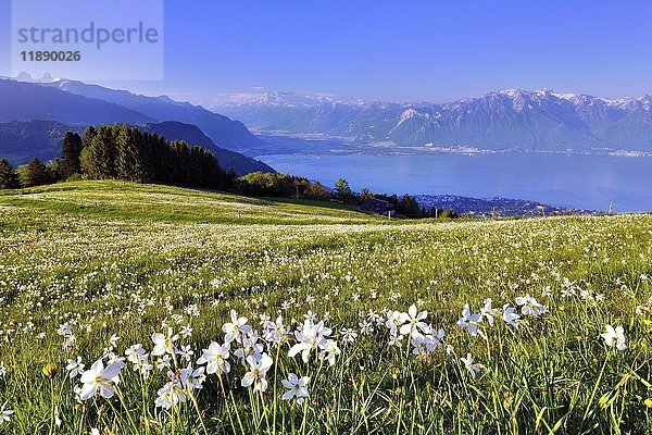 Dichter-Narzissen (Narcissus poeticus) auf einer Wiese  Genfer See  Montreux  Kanton Waadt  Schweiz  Europa