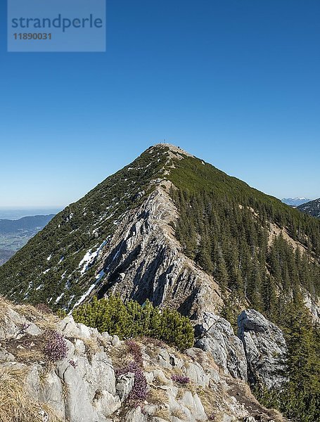 Grat und Gipfel der Brecherspitz mit Schneeresten im Frühling  Schlierseer Alpen  Oberbayern  Bayern  Deutschland  Europa