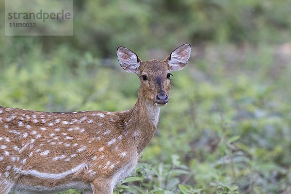 Fleckenhirsch oder Chital (Axis axis)  Chitwan-Nationalpark  Nepal  Asien