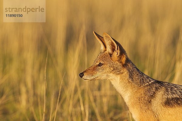 Schabrackenschakal (Canis mesomelas)  Grasland  Porträt  Kalahari-Wüste  Kgalagadi Transfrontier Park  Südafrika  Afrika