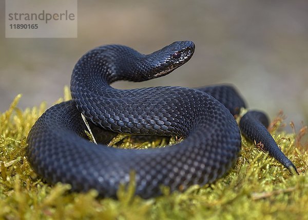 Kreuzotter (Vipera berus)  Kreuzotter  schwarze Morphe in Angriffsposition  Augsburg  Bayern  Deutschland  Europa