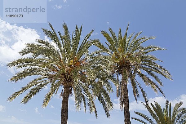 Palmen an der Strandpromenade  Port de Sóller  Mallorca  Spanien  Europa