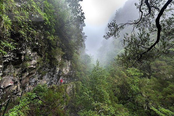 Wanderer auf schmalem Fußweg entlang eines Levada-Wasserlaufs  Regenwald im Nebel  Caldeirao Verde  Queimadas  Madeira  Portugal  Europa