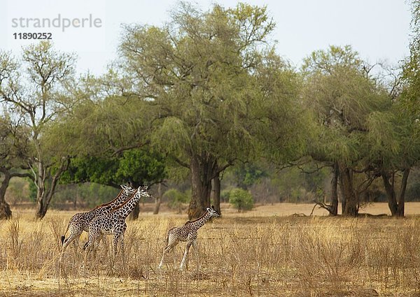 Thorneycroft-Giraffe (Giraffa camelopardalis thornicrofti)  Jungtiere beim Spaziergang in der Trockensteppe  South Luangwa National Park  Sambia  Afrika