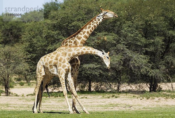Zwei Südliche Giraffen (Giraffa giraffa)  kämpfende Männchen  Regenzeit mit grüner Umgebung  Kalahari-Wüste  Kgalagadi Transfrontier Park  Südafrika  Afrika