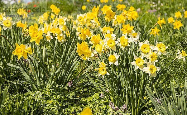 Wilde Narzissen  Narzissen (Narcissus pseudonarcissus)  Blumenbeet  Frühlingsblumen  Planten un Blomen  Hamburg  Deutschland  Europa