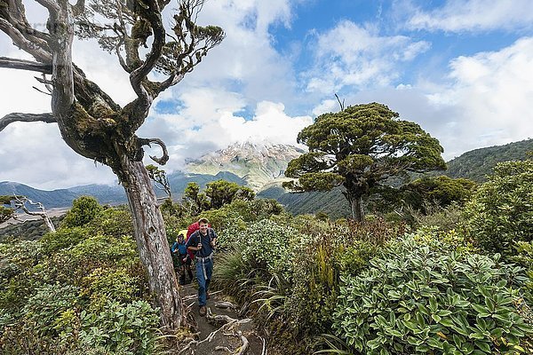 Wanderer auf Wanderweg durch den Wald  im Rücken Mount Taranaki  Pouakai Circuit  Egmont National Park  Taranaki  Nordinsel  Neuseeland  Ozeanien