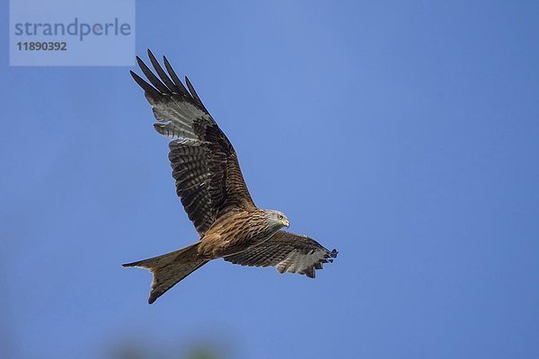 Rotmilan (Milvus milvus) im Flug  Baden-Württemberg  Deutschland  Europa