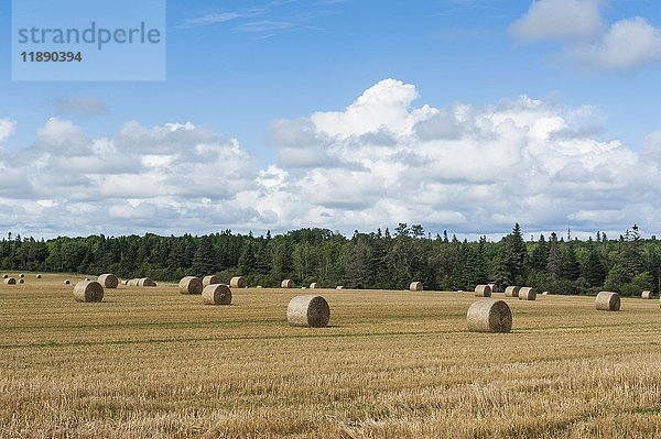 Abgeerntetes Weizenfeld mit Strohballen  Prince Edward Island  Kanada  Nordamerika