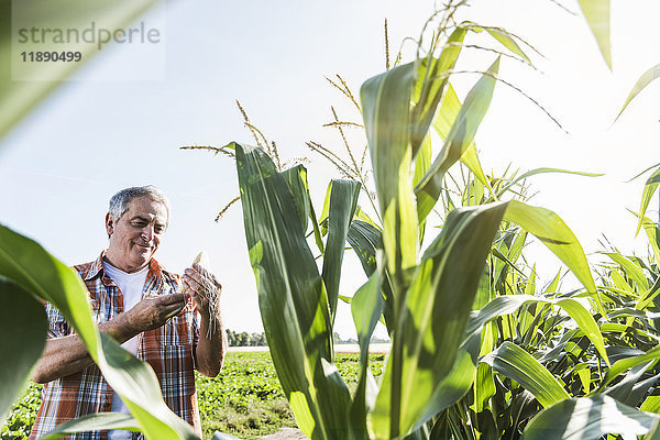 Senior Landwirt in einem Feld  das die Maispflanze untersucht.