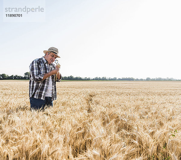Senior-Bauer in einem Feld  der Ohren mit Lupe untersucht.