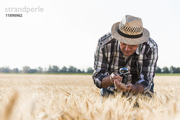 Senior-Bauer in einem Feld  der Ohren mit Lupe untersucht.