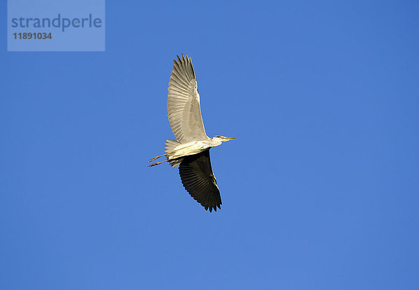 Fliegender Graureiher gegen blauen Himmel