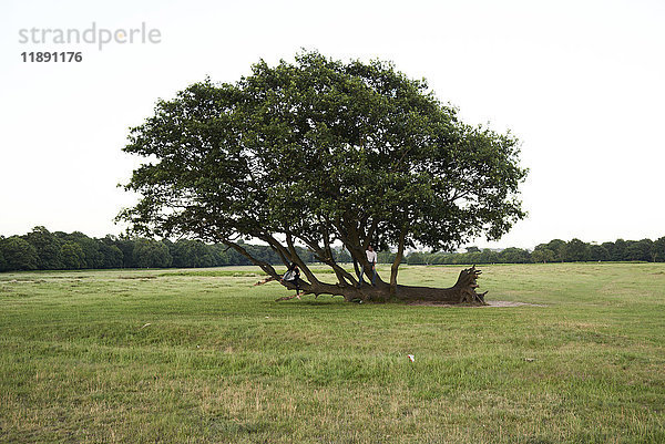 Junges Paar unter einem alten Baum