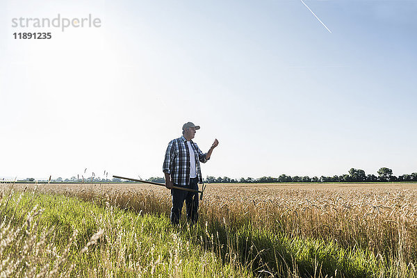 Älterer Landwirt steht vor einem Feld und untersucht die Ohren.