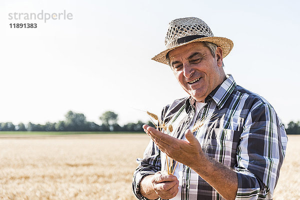 Porträt eines zufriedenen Senior-Bauern in einem Feld  das Ohren untersucht