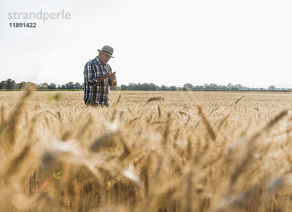Älterer Landwirt in einem Feld mit Ohrenuntersuchung