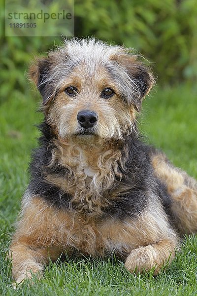 Bosnischer Rauhhaarhund oder Barak (canis lupus familiaris)  Mischling  Porträt  Tirol  Österreich  Europa