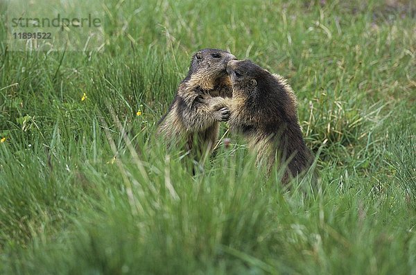 Alpenmurmeltier (Marmota marmota) zwei erwachsene Tiere  die um ihr Revier kämpfen  ringen