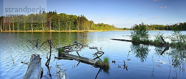 Totholz im See  Schweingartensee  Müritz-Nationalpark  Mecklenburg Vorpommern  Deutschland  Europa