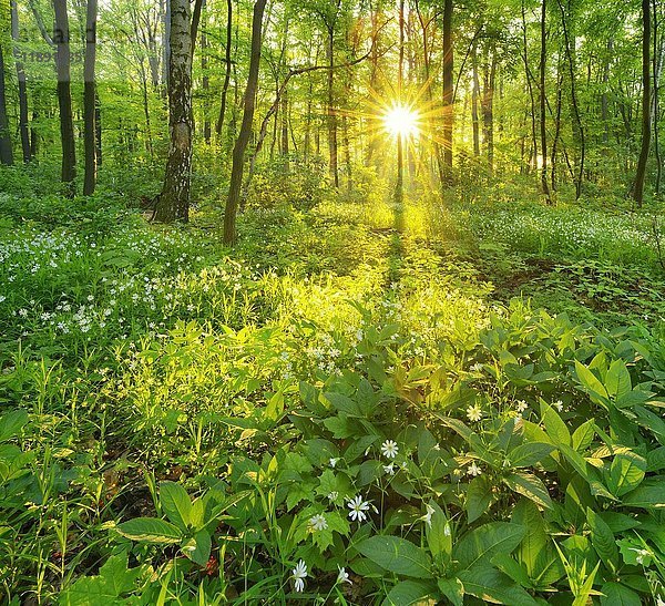 Lichtdurchfluteter  naturnaher Mischwald  die Morgensonne scheint durch die Bäume  Frühblüher bedecken den Boden  bei Freyburg  Sachsen-Anhalt  Deutschland  Europa
