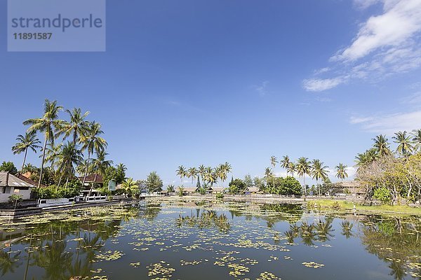 Seerosen (Nymphaea) in der Lagune von Candidasa  Bali  Indonesien  Asien