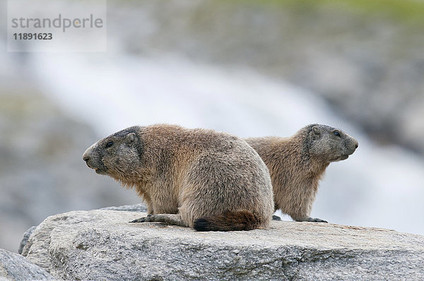Erwachsene Alpenmurmeltiere (Marmota marmota) auf einem Felsen neben einem Gebirgsbach  Zillertal  Tirol  Österreich  Europa