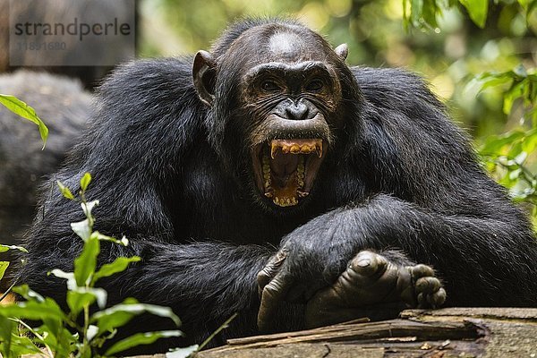 Gewöhnlicher Schimpanse (Pan Troglodytes) im Wald  Kibale-Nationalpark  Uganda  Afrika