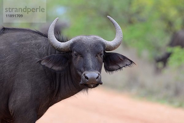 Afrikanischer Büffel oder Kapbüffel (Syncerus caffer)  der eine unbefestigte Straße überquert  Krüger-Nationalpark  Südafrika  Afrika