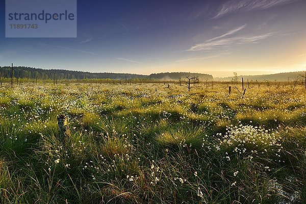 Morgenlicht im Moor  Blüte des Wollgrases (Eriophorum)  Müritz-Nationalpark  Teilgebiet Serrahn  Mecklenburg-Vorpommern  Deutschland  Europa