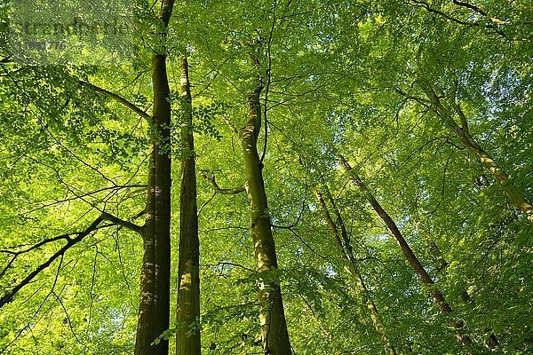 Unberührter Buchenwald  Blick in die Baumkronen  Zwiesel  Müritz-Nationalpark  Teilregion Serrahn  UNESCO-Weltnaturerbe  Buchenurwälder der Karpaten und alte Buchenwälder Deutschlands  Mecklenburg-Vorpommern  Deutschland  Europa