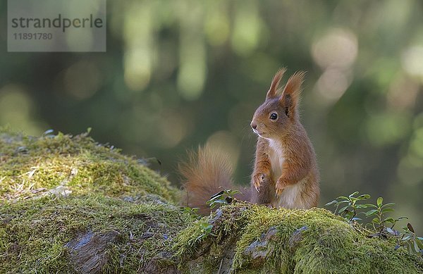 Eichhörnchen (Sciurus vulgaris)  sitzend auf dem Waldboden  Tirol  Österreich  Europa
