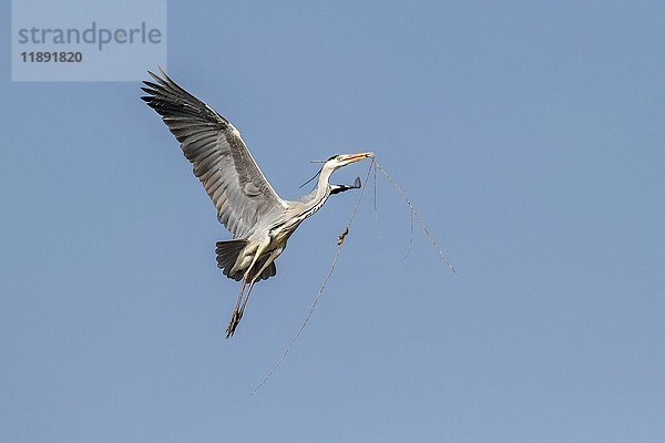 Graureiher (Ardea cinerea) mit Nistmaterial im Flug  Baden-Württemberg  Deutschland  Europa