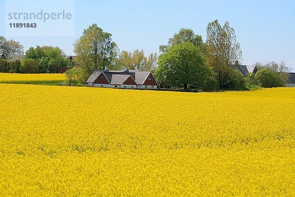 Rapsfeld und ein Bauernhof  Rynge  Schonen  Südschweden  Schweden  Europa