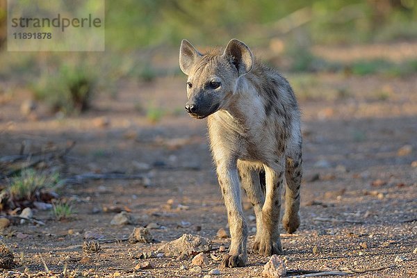 Tüpfelhyäne (Crocuta crocuta) beim Wandern  Krüger-Nationalpark  Südafrika  Afrika